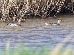 Image result for Garganey Teal 1973 GM