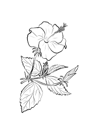 Flower page printable coloring sheets hawaiian. Hibiscus Flower Coloring Pages Download And Print Hibiscus Flower Coloring Pages