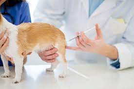 Rabies Vaccine And The Law