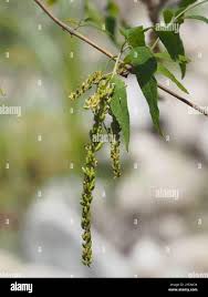 Image result for Buddleja asiatica