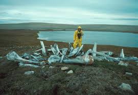 The list includes area codes by province/territory as well as by number. Bathurst Island Northern Territory Australia Movie Locations Bathurst Island Canada North