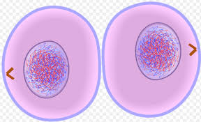 Cytokinesis Diagram | Quizlet