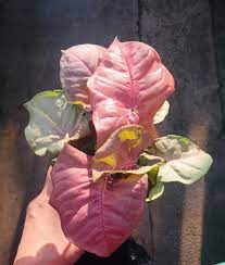Rare Pink Allusion Arrowhead Vine Rare Plants Trendy Etsy Pink Plant Rare Plants House Plants