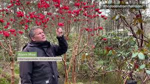 Image result for Rourea thomsonii