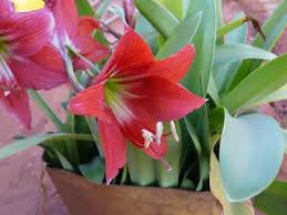 Image result for Hippeastrum puniceum