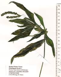 Image result for Potamogeton schweinfurthii