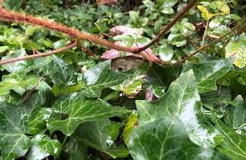 These feelers help the vine attach to the tree and can be even more dense than this photo. Photos Mind Your Vines So They Don T Smother Your Garden And The Forest