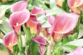 You'll still want to take care to use a good potting soil mix. Calla Lily Plant Zantedeschia Flower How To Grow Care Indoors Outdoors Plantopedia