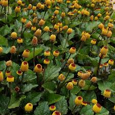 Image result for Spilanthes