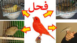 تزويج ذكر طائر كناري لعدة إنات كناري male bird birds bird