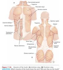 Maybe you would like to learn more about one of these? The Muscular System