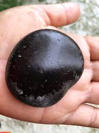 Image result for Entada gigas