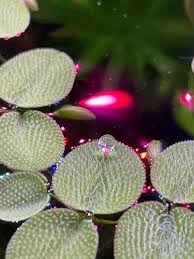 Image result for Salvinia hastata