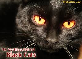 I never thought of them as unlucky. The Mystique Behind Black Cats Thecatsite Articles