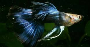 Pin By Bliss Jansen On Age Of Aquariums Guppy Fish Guppy Fresh Water Fish Tank