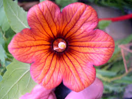 Image result for Canarina