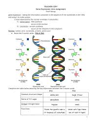 Dna (deoxyribonucleic acid) has a backbone of alternating deoxyribose and phosphate groups. Gene Expression Notes Guided Practice Pap Teacher