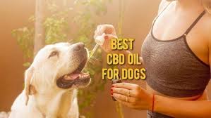 However, cbd has many other benefits. á‰ Best Cbd Oil For Dogs Top Rated Cbd For Dogs Reviews