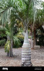 Image result for Pseudophoenix