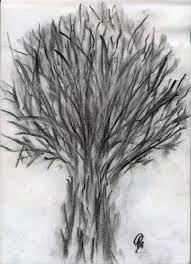 picture Drawing Charcoal Willow Tree