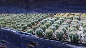 I add kelp meal, calcium, worm castings from my own organic compost, crushed granite, soil amendment and cactus soil mix, micronutrients, and beneficial microbes. C J Cactus Nursery 2369 E Vista Way Vista Ca Nurseries Mapquest