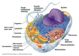 Maybe you would like to learn more about one of these? 3 D Cell Model Project Docsbay