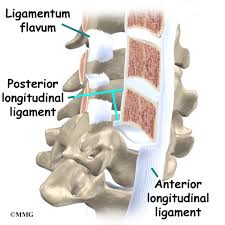 Despite being a relatively small region, it contains a range of important anatomical features. Cervical Spine Anatomy Eorthopod Com