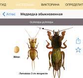 Télécharger Экогид - Насекомые-вредителиpour iPhone / iPad sur l'App Store  (Références)