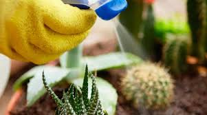 Otra cosa que debes tener en cuenta es que si tienes el cactus en casa debes dejarlo en el balcón ya que si está en ambiente superior a los 20ºc. Como Cuidar Adecuadamente El Cactus En Casa Como Cuidar A Los Cactus En Casa Para Que Crezca Y Florezca Como Verter Cactus