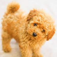 The miniature poodle was recognized by the american kennel club in 1887. Miniature Poodles Near Me For Sale Pasteurinstituteindia Com