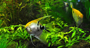 When doing so, you create a wonderful, unique experience that. 300 Names For Fish Funny Unique Names For Boys Girls Exotic Animal Supplies