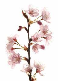 The New Staples Cherry Blossoms Cherry Blossom Edible Wild Plants Blossom