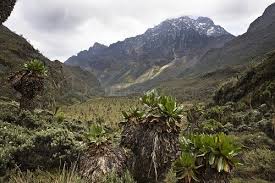 Image result for Dendrosenecio erici-rosenii