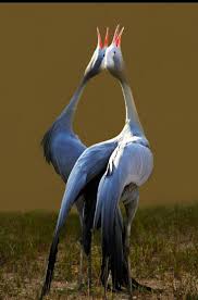 Nice To Meet You Aves Aves Exoticas Animales