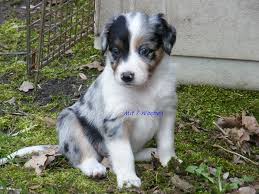 Emba Australian Shepherd Munsterlander Mischling Mix