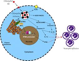 Image result for Chlamydia Trachomatis