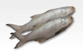 Just enable the free kora alexa skill by searching. Kora Fish
