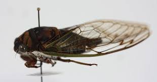 Big Black Bug With White Stripes The Dogday Cicada Is A Member Of The Homoptera Insect Order Unlike The 17 Year Cicadas That Only Emerge Every 17 Years The Dogd Insect Orders Insects Cicada