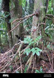 Image result for Uapaca guineensis