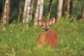 Whitetail Nutrition Calendar What Deer Eat And When