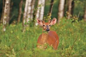 whitetail nutrition calendar what deer eat and when