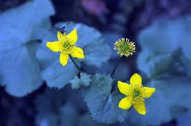 Image result for Ranunculaceae