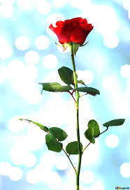 Dark red delicate rose ribbon background for valentines day. Download Free Picture Rose Flower Background On Cc By License Free Image Stock Torange Biz Fx 154322