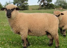 Rambouillet sheep are raised successfully in environments from texas to wisconsin, they are relatively widespread across the us. 15 Best Sheep Breeds For Meat Pethelpful