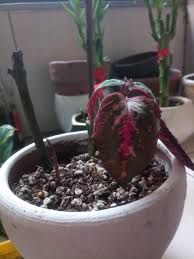 Guide to coleus plant care indoors. Coleus Propagation Wilting Cut This From A Mother Plant Stuck It In A Pot This Is Just A Day After What To Do Plantclinic