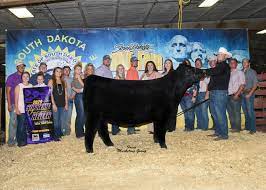 Watch short videos about #showcattle on tiktok. Altena Show Cattle Facebook