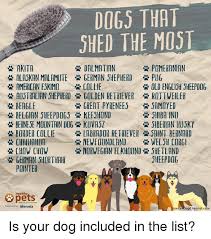 The goals and purposes of this breed standard include: Dogs That Shed The Most Pomeranian Pug Old English Sheepdog Rottweiler Akita Alaskan Malamute äº›german Shepherd ç‡Ÿdalmatian äº›american Eskimo Collie Australian Shepherd Golden Retriever Beagle Belgian Sheepdog5äº›keeshond Bernese Mountain Dog Kuvasz Great