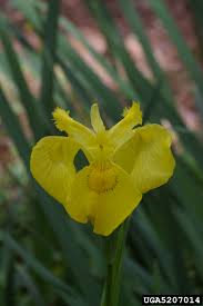 Image result for Iris pseudacorus