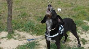 51,972 likes · 119 talking about this. Lautsprache Vom Hund Ein Teil Der Hundesprache Haustiermagazin