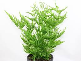 Image result for Pteris dentata